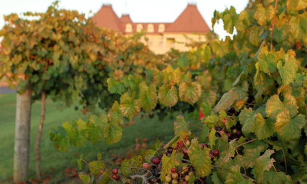 With harvesting season being such a busy time of year, winery management often turn to seasonal employees to help pick and process inventory. Though seasonal staff may be necessary for many businesses to properly manage their inventory, without the right training, these employees can put themselves, others or the property in danger. (Credit: John Disney/ALM) 