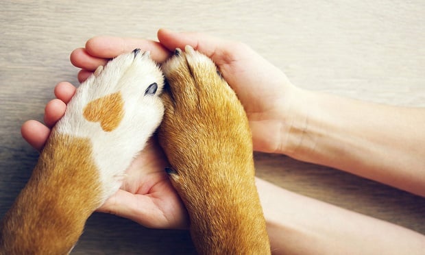 A 2021-2022 survey conducted by the American Pet Products Association (APPA) found that 70% of households own a pet. Among the 70%, there are 69 million U.S. households that own a dog compared to 45.3 million households that own a cat. (Adobe Stock)