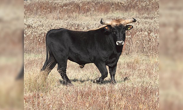 The insured uses the semen in his farming operation, to produce calves, which end up making up the meat he sells from his storefront. Can the CP 04 40 be used to provide coverage for this loss in semen? (Credit: DFoidl/Wikimedia)