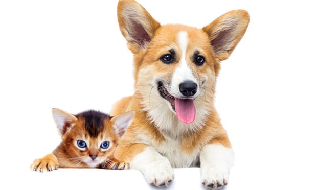 With a total addressable U.S. market standing around $2.5 billion, and with a five-year historical CAGR of 26%, the pet insurance market represents not only a business opportunity but also a pet life-saving opportunity. According to the North American Pet Health Association, insured dogs visit the vet 29% more and insured cats visit the vet 81% more than those uninsured. (Credit: Happy monkey/Shutterstock.com)