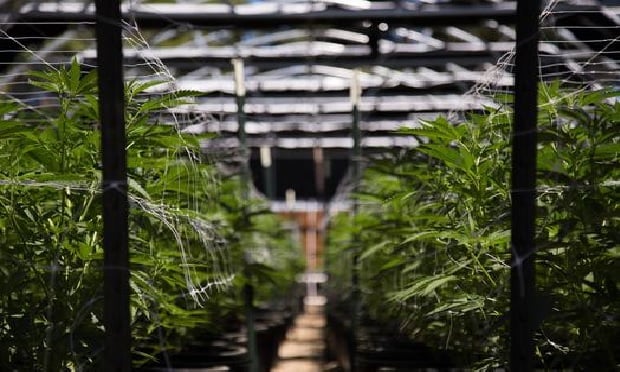 Understanding the risks inherent in the cannabis industry is vital to creating a strong mitigation strategy and securing coverage or assessing claims in the event of a loss.