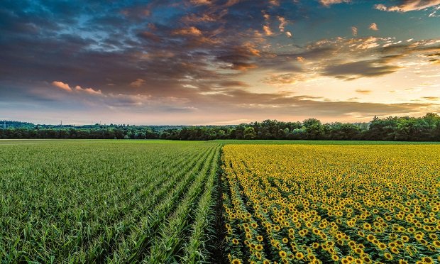 Farmers and other agribusinesses (including cannabis and hemp producers) did not likely get into their work to navigate politics. So this is where agents and brokers can help them rise above legislative noise by having honest conversations about crop risk and the available coverages to help them mitigate those risks. (Andy Juchli/Adobe Stock)
