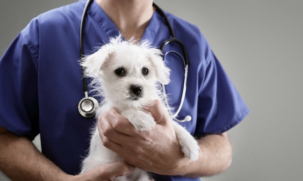 In 2021, JAB said it planned to deploy billions of dollars to build out its global pet insurance portfolio. Its current pet insurance portfolio includes AKC, ASPCA, Figo, Pet Partners and Pets Plus Us in the United States and Canada, and Agila, Animal Friends, Assur O'Poil, Everypaw and Pet Protect in the U.K. and Europe. (Credit: Brian Jackson/AdobeStock)