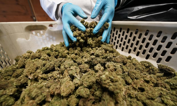 Dried hemp plants are sorted and trimmed at Hepworth Farms in Milton, N.Y., Monday, April 12, 2021. New York's first 100 to 200 retail cannabis licenses will be solely for people with marijuana-related convictions or their immediate family, state officials said Wednesday, March 9, 2022, in an effort to redress the inequities of a system that has locked up people of color for marijuana offenses at disproportionate rates. (AP Photo/Seth Wenig, File)