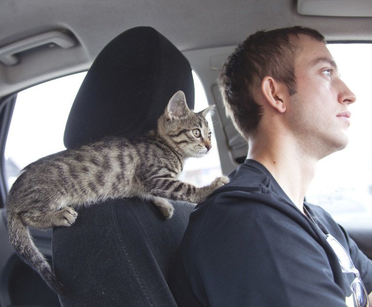 A cat sits on the back of the seat as a man drives a car.