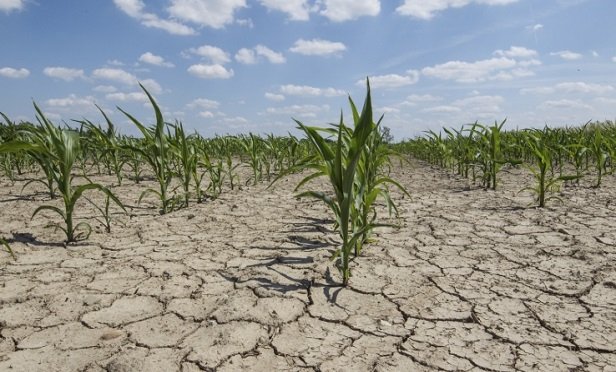 Crops in a bone-dry field