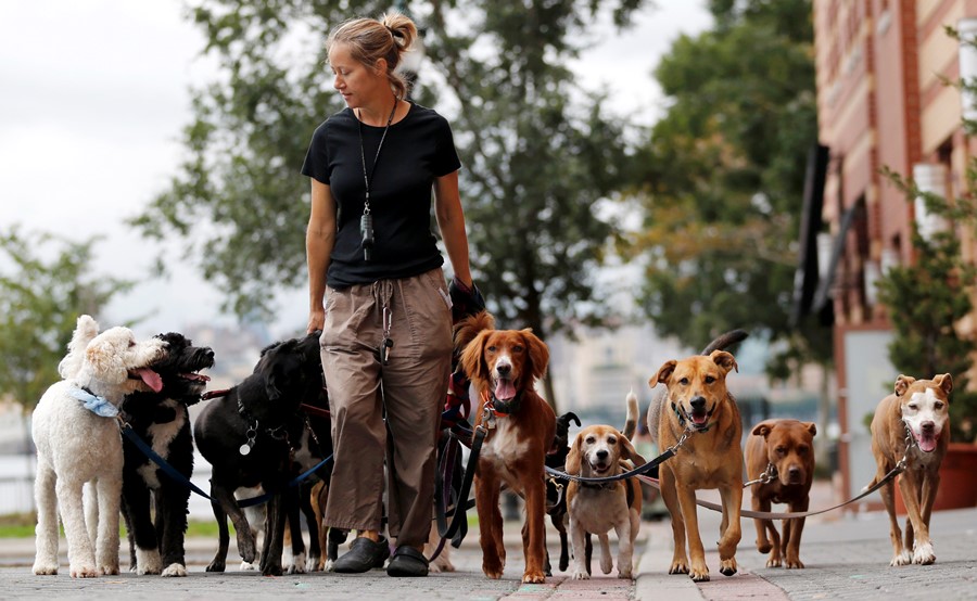 Dogs walking (photo: AP)