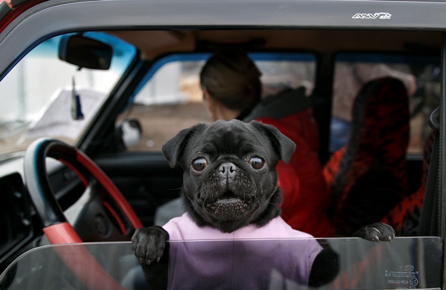 Dog in car (photo: AP)