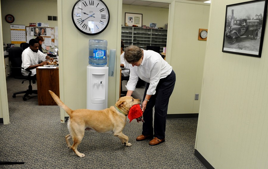 Dog in office (photo: AP)