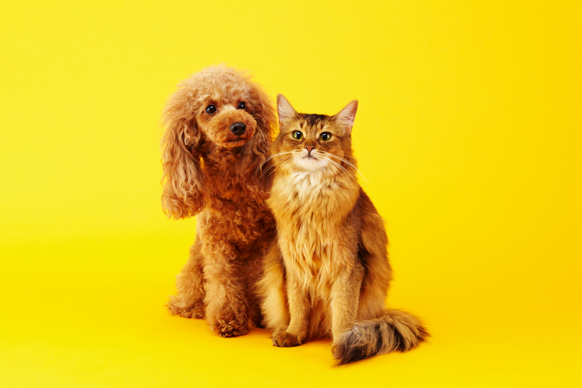 Poodle and cat