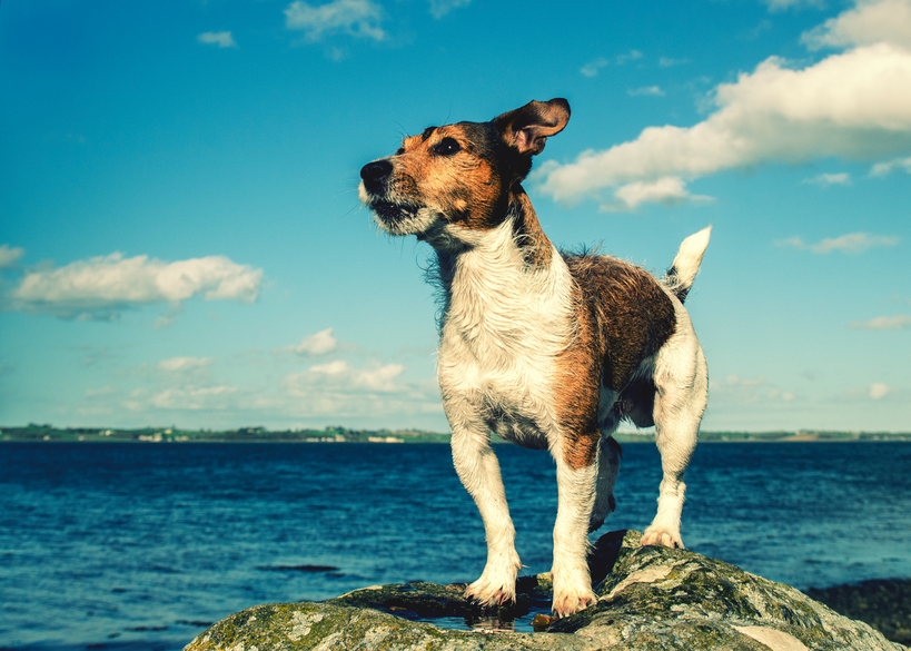 Jack Russell terrier