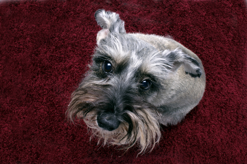 Schnauzer