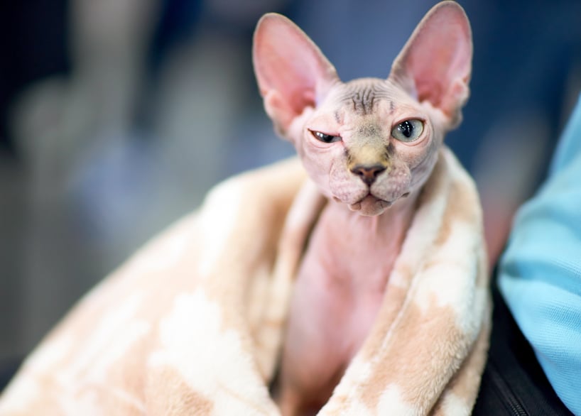 Sphynx cat