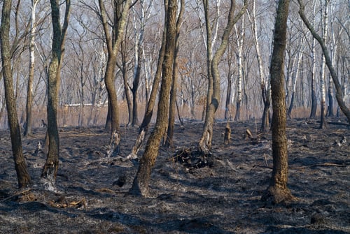 burned trees