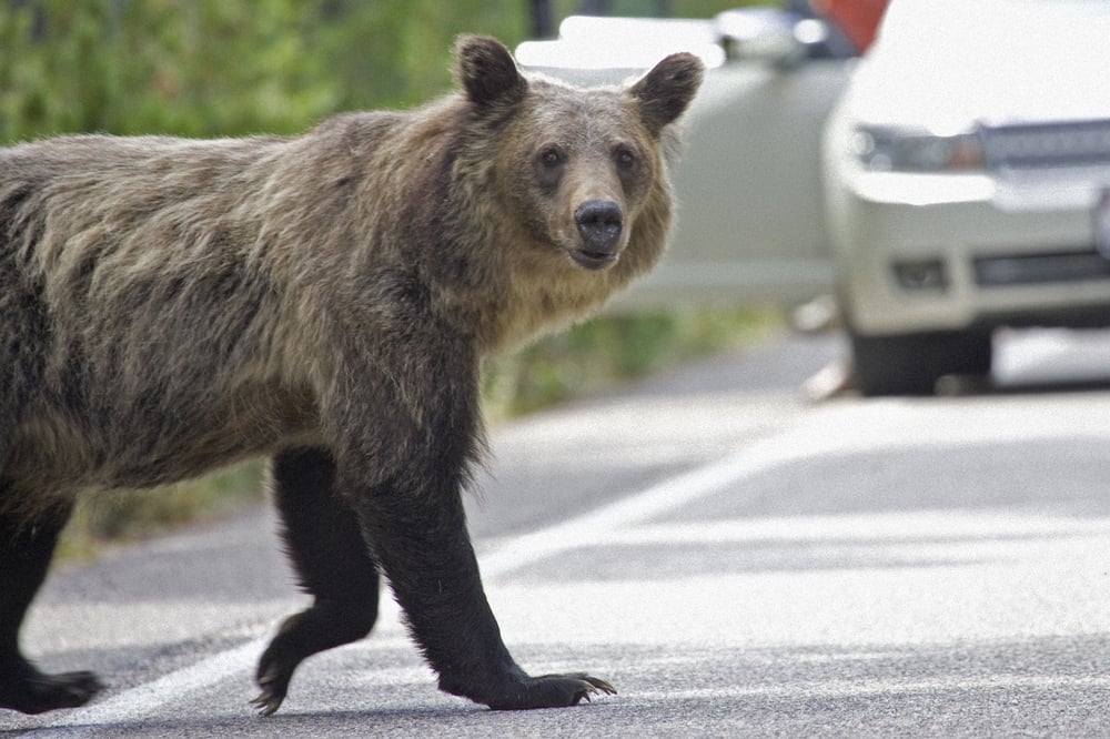 Grizzly bear on highway