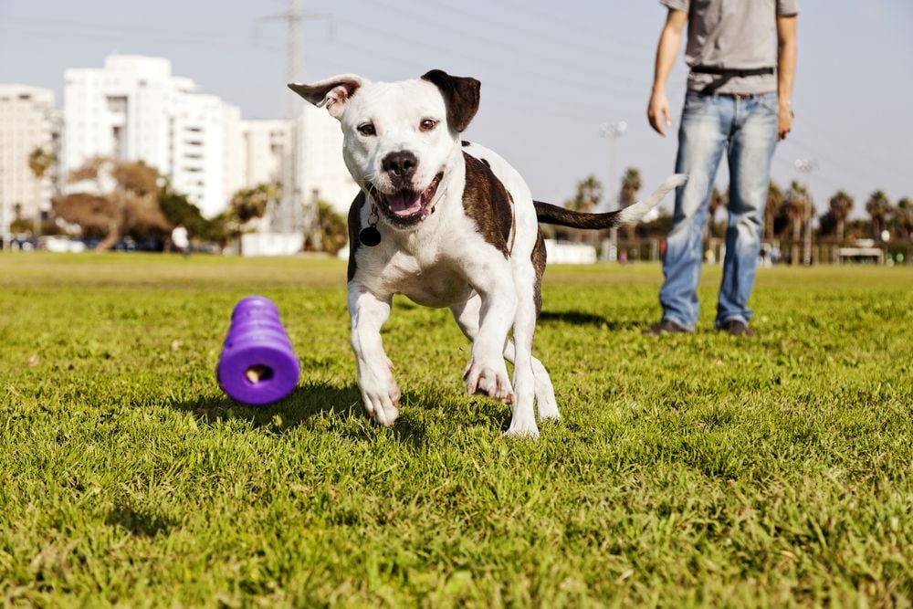 pit bull playing in park