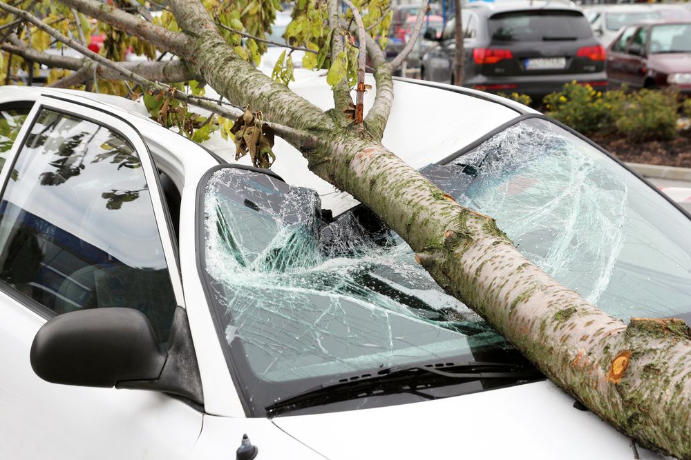 tree branch damage to car