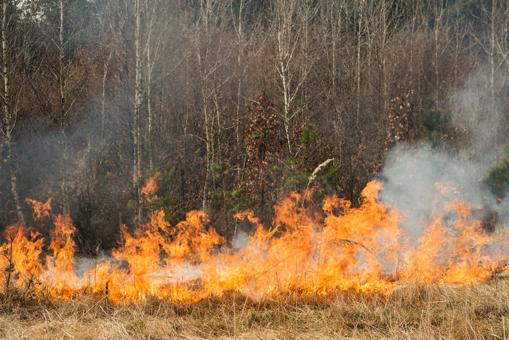 Wildfires-on-agricultural-land-SS-Dmytro Gilitukha