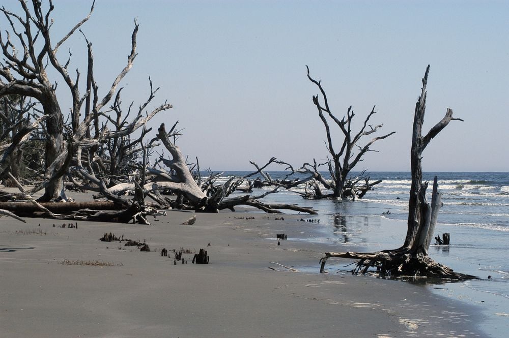 Hurricane Hugo tree graveyard