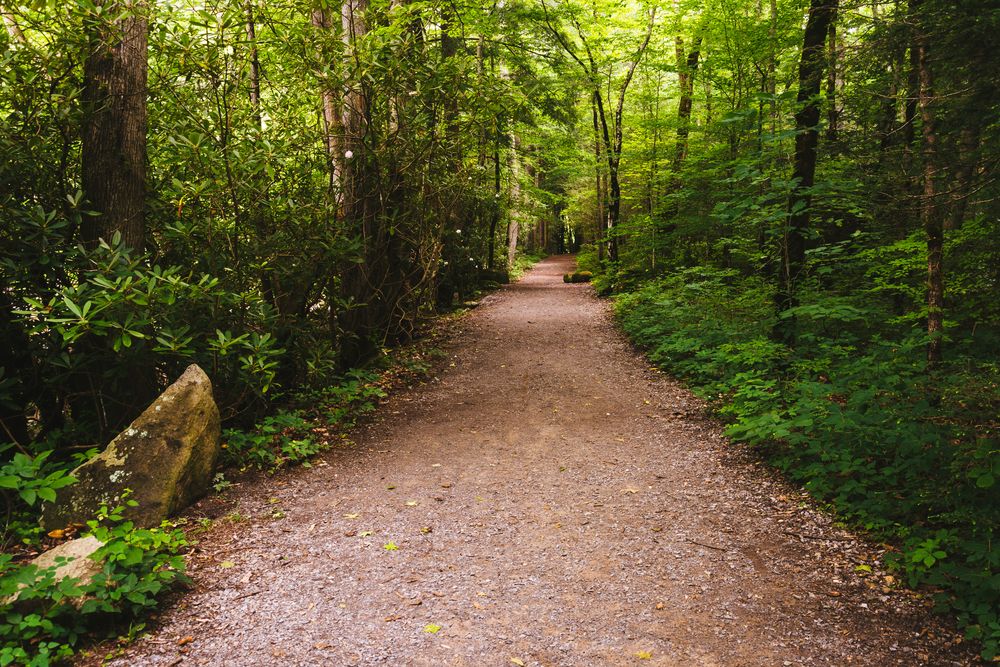 Trail in the Great Smoky Mountains National Park, Tennessee