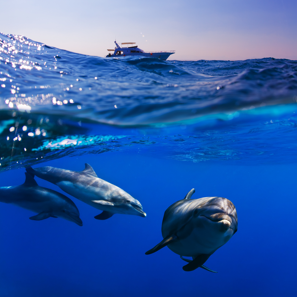 3-dolphins-swimming-underwater-pleasure-boat-in-background-shutterstock_120446047-Willyam Bradberry