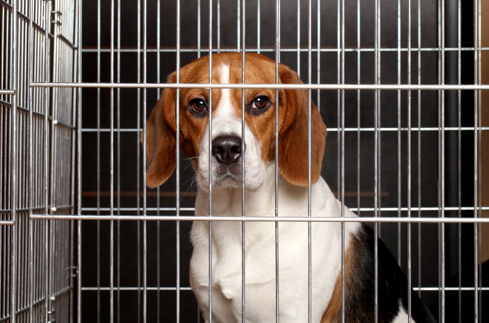 caged puppy