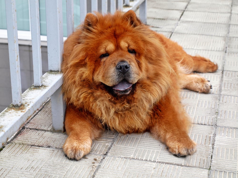 Chow Chow