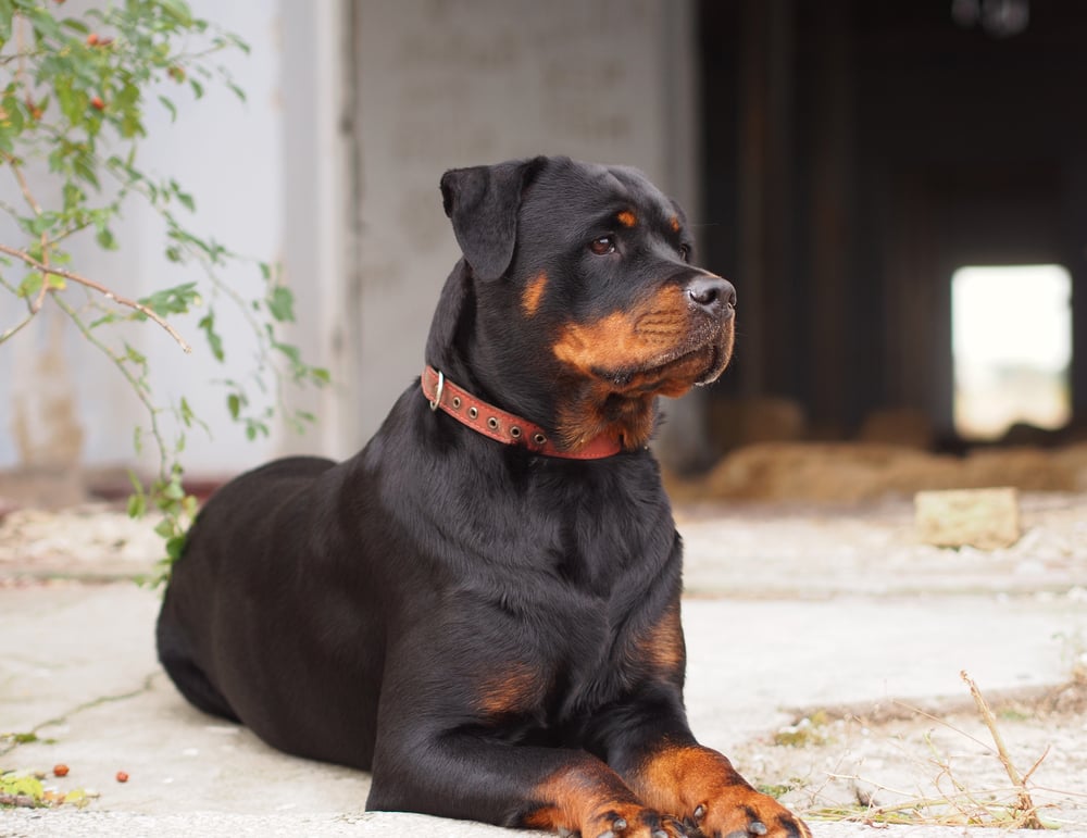 Rottweiler