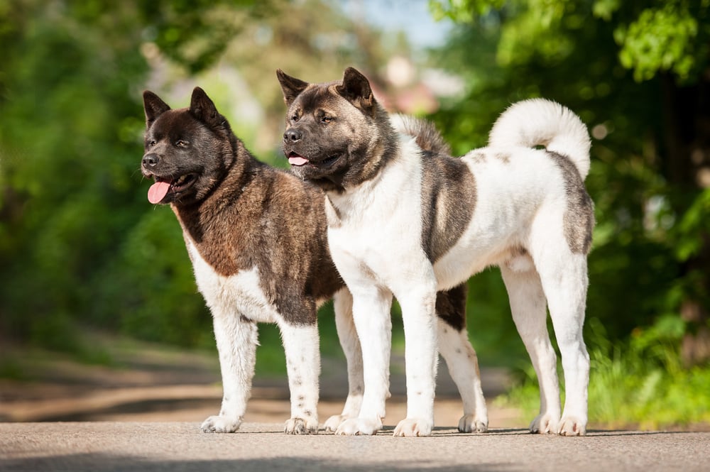 Akitas