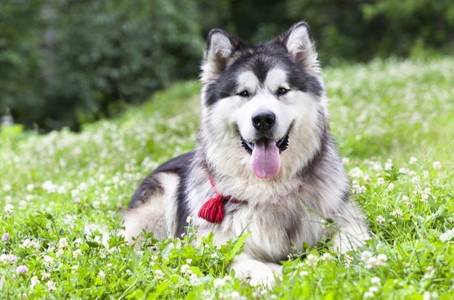 Malamute