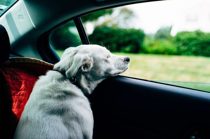 Dog traveling in a car