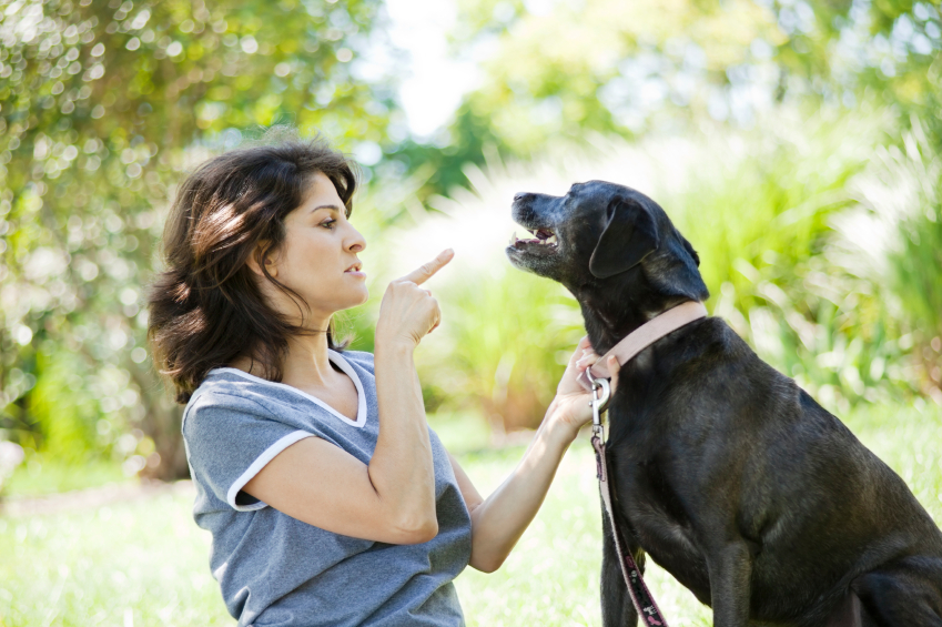 Dog discipline