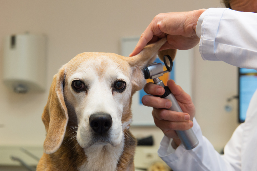 Dog at vet