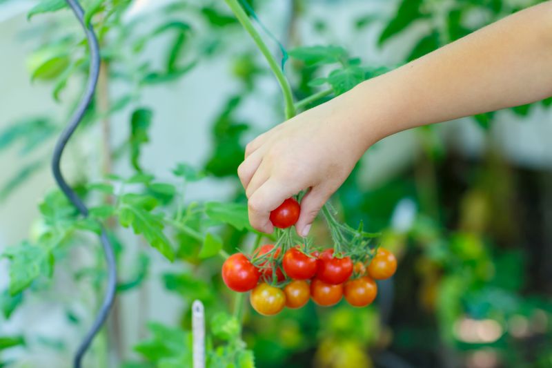 ripe tomatoes being picked from vine