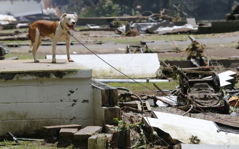 A dog guards the front steps of it's home that was swept away