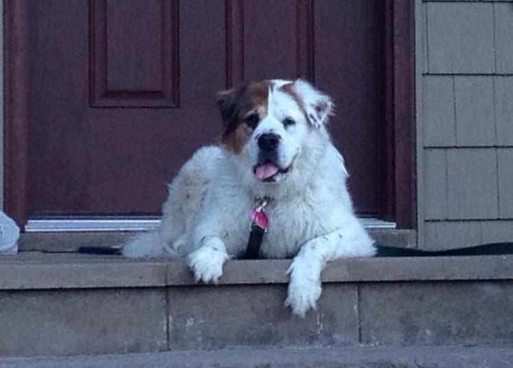 Dog sitting on front porch in front of red door