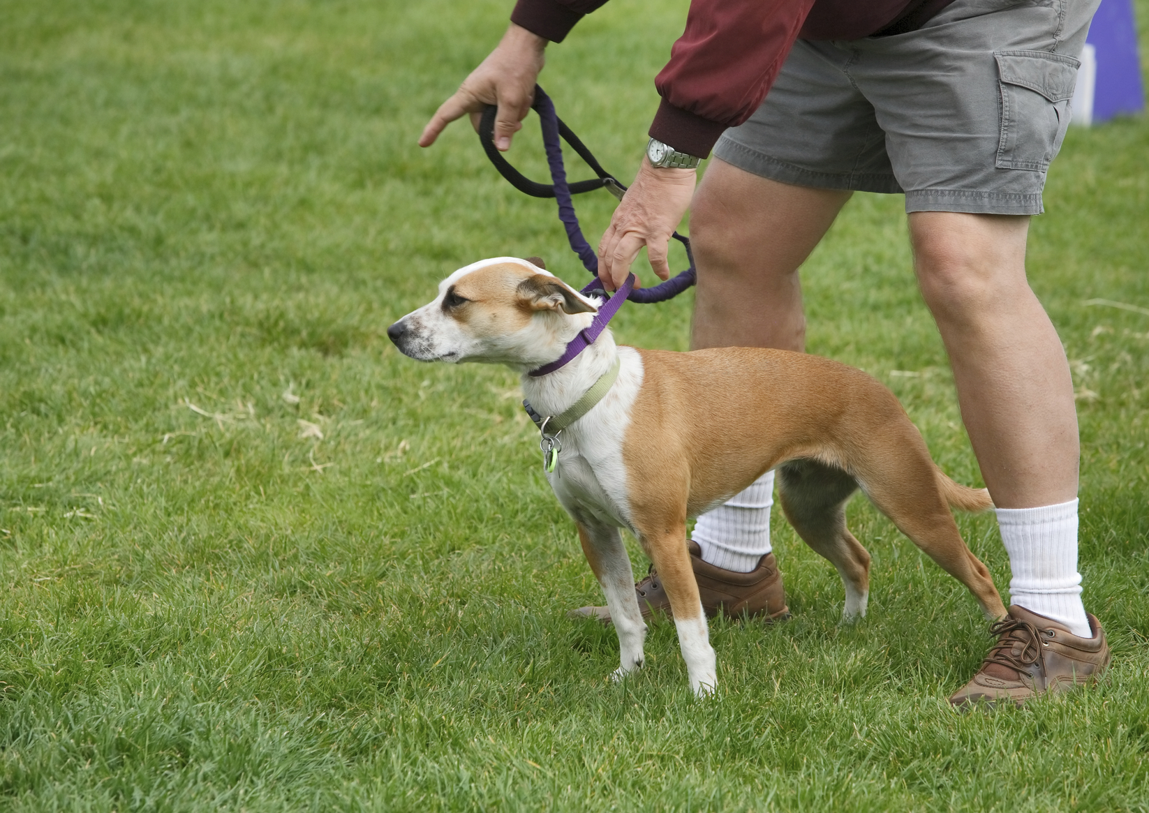 training a dog