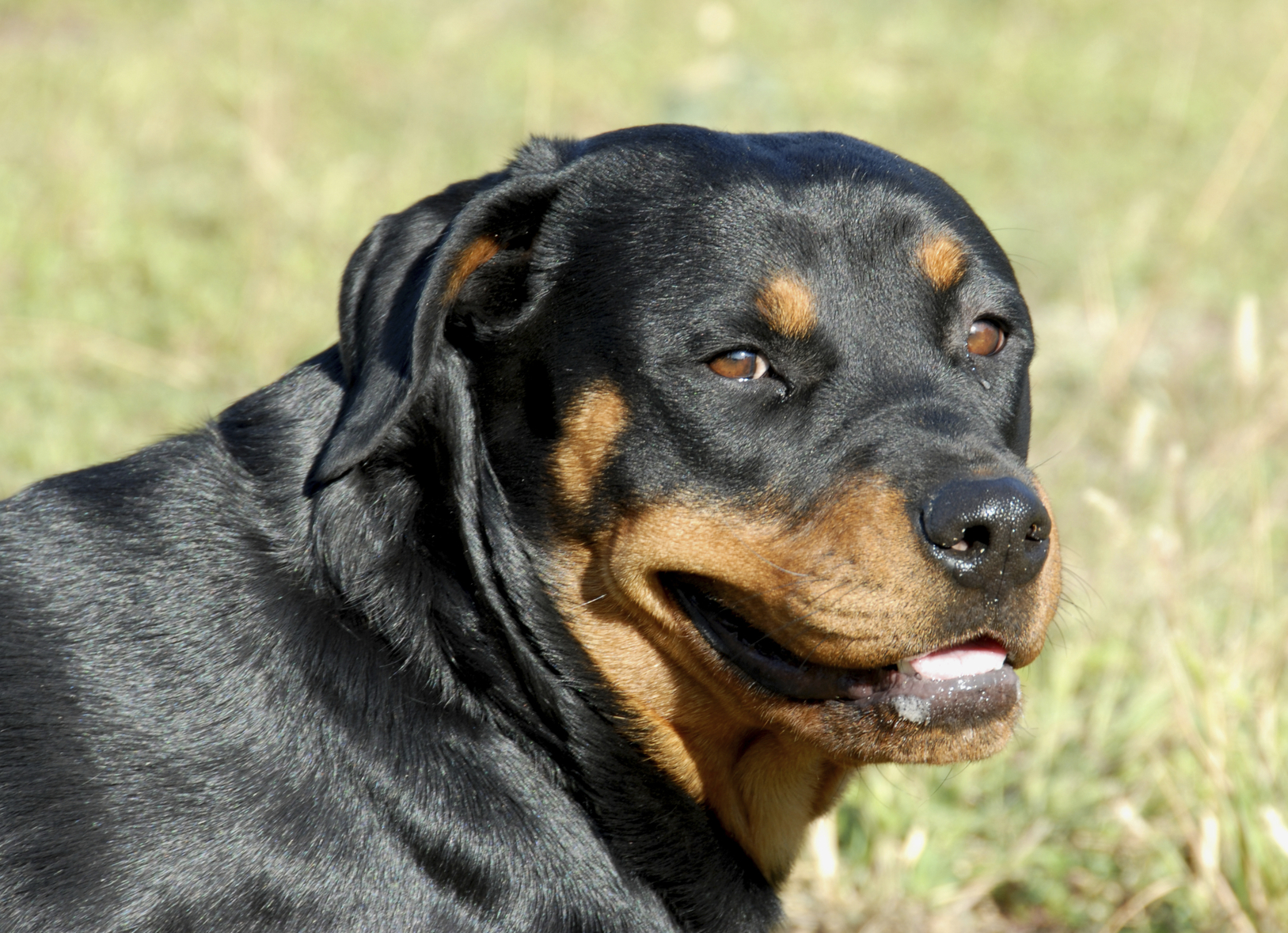 Rotweiler