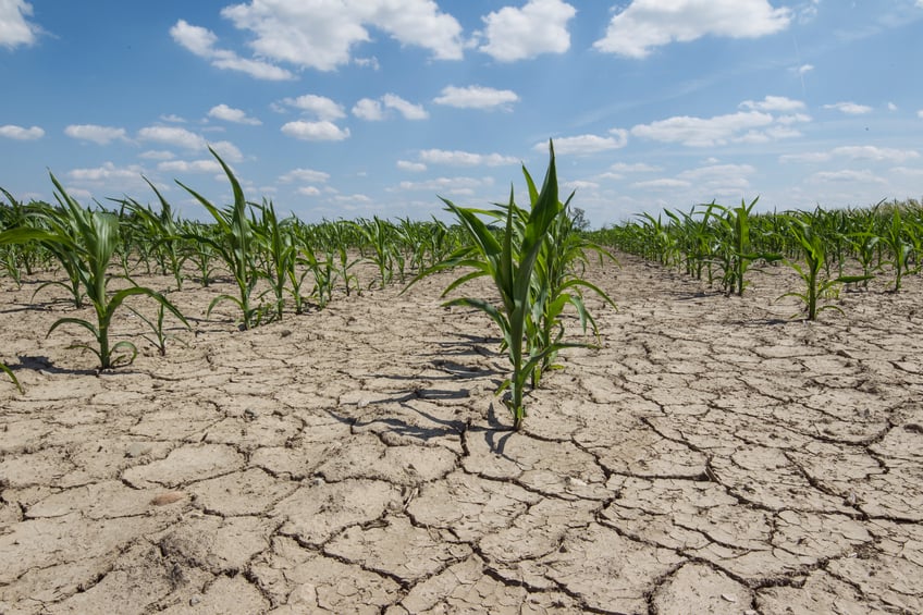 Dry crop field