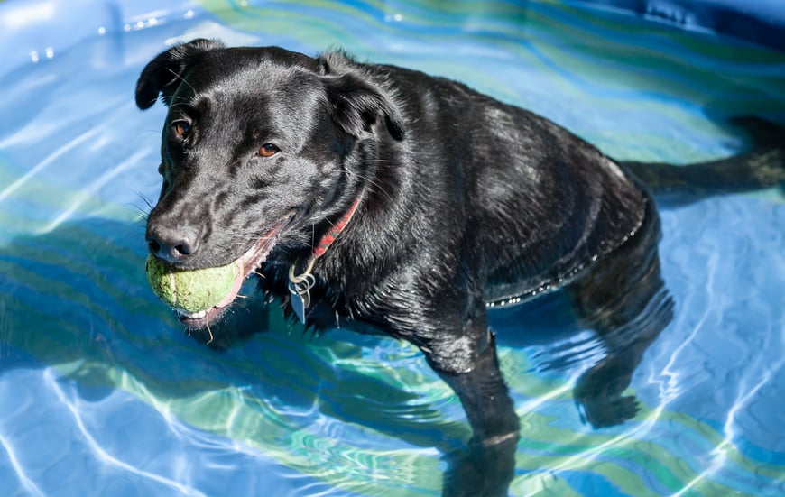 Dog in a pool