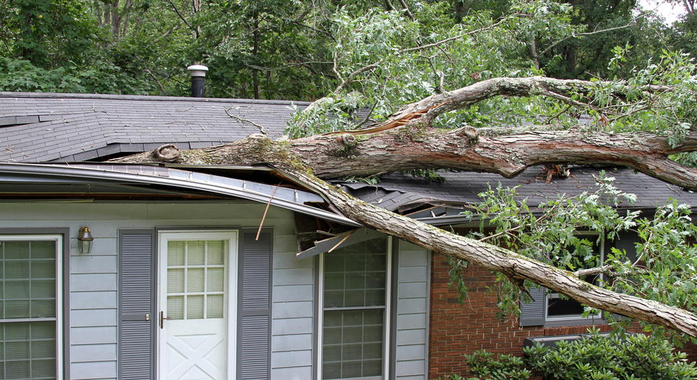 tree falling on house