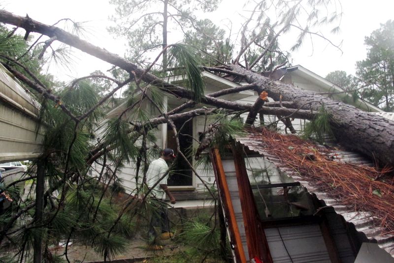 pine tree crashed onto roof