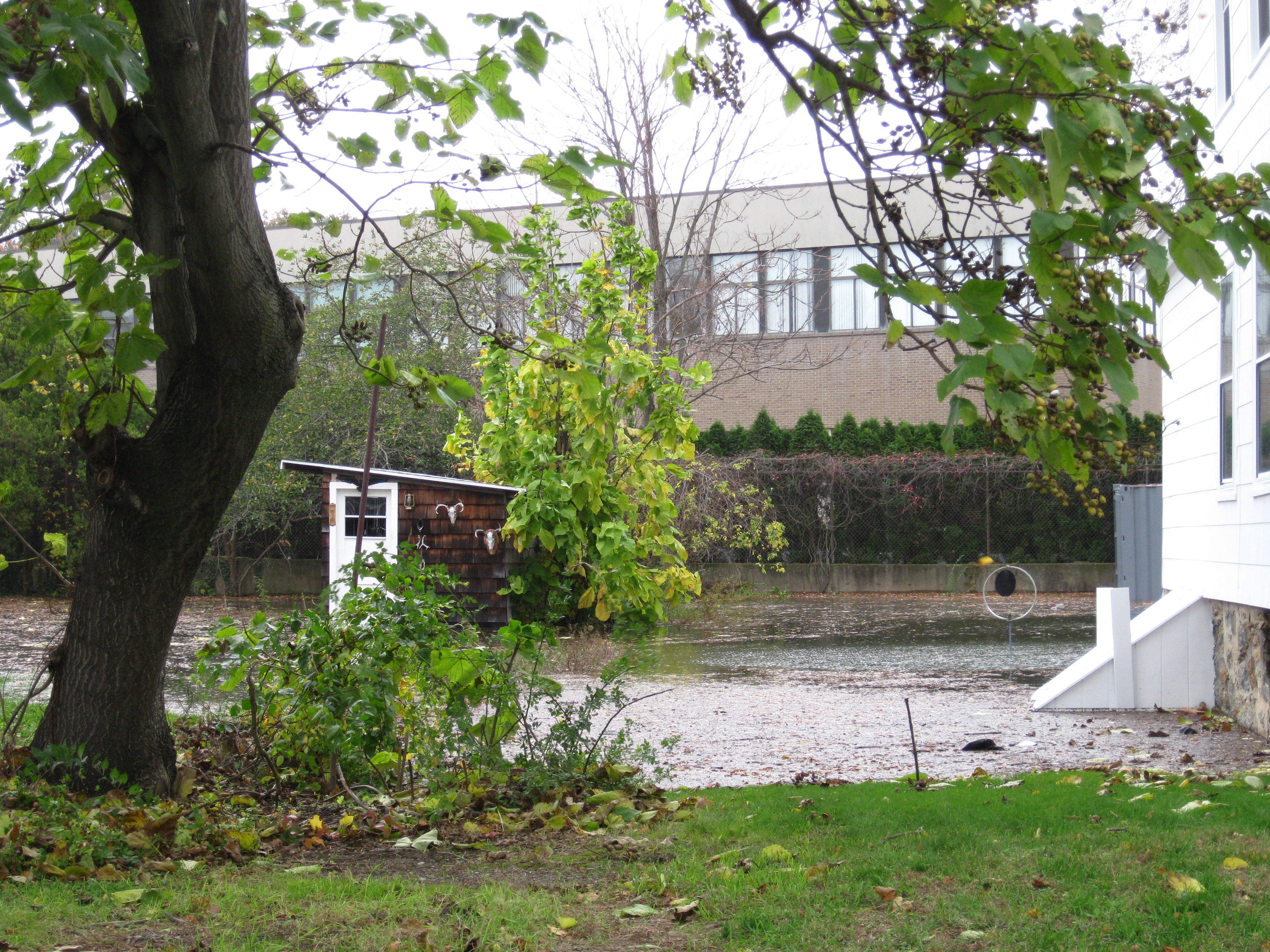 Tree-small-building-rising-water-Sandy-RLD