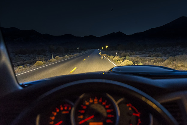 Deer in headlights with car approaching