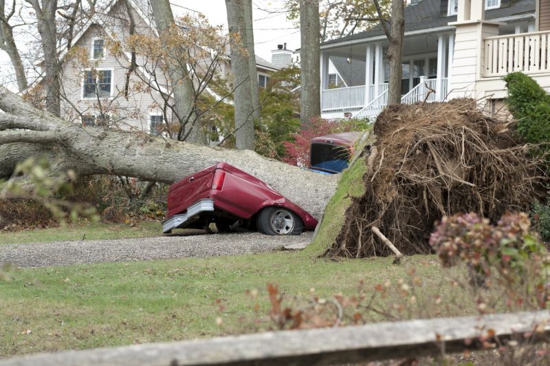 fallen tree demolished red pickup