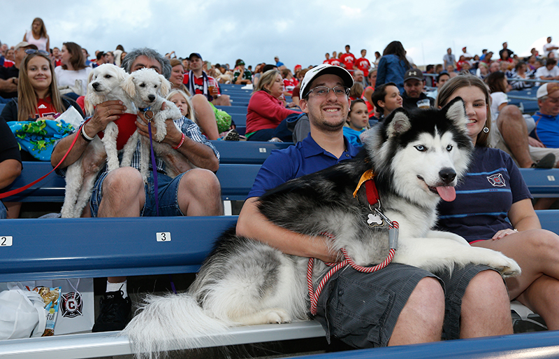 Dogs and owners at Chicago Fire Soccer game