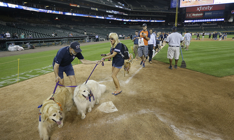 Dog owners walking pets on baseball field after Detroit Tigers game