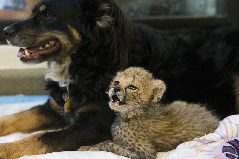 Dog and newborn cheetah at Cincinnati Zoo