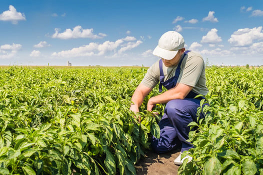 Farmer