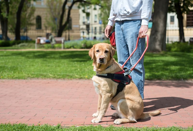 Service dog and companion